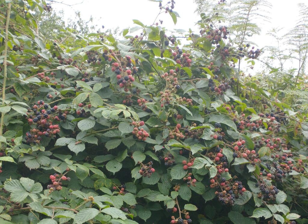 Blackberries