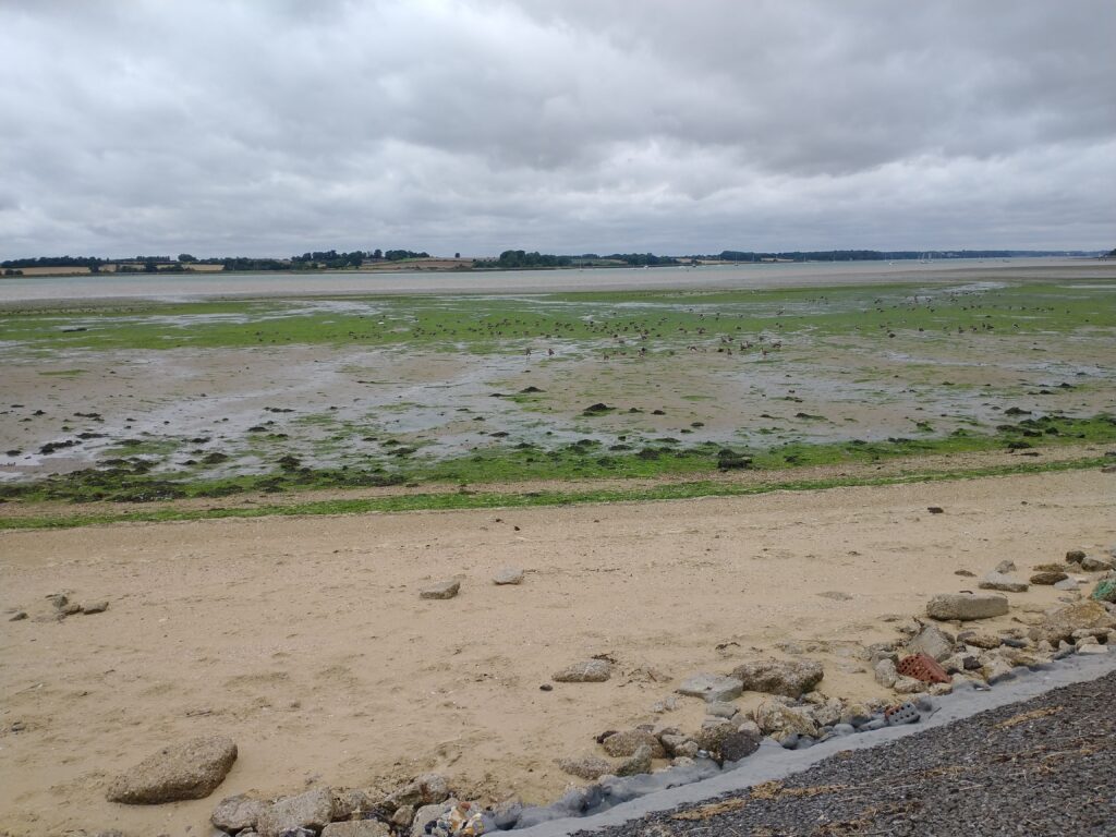 Trimley Marshes