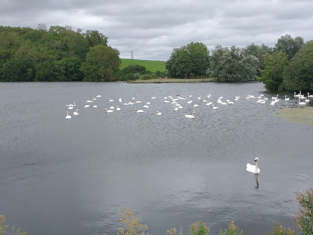 Loompit Lake with swans